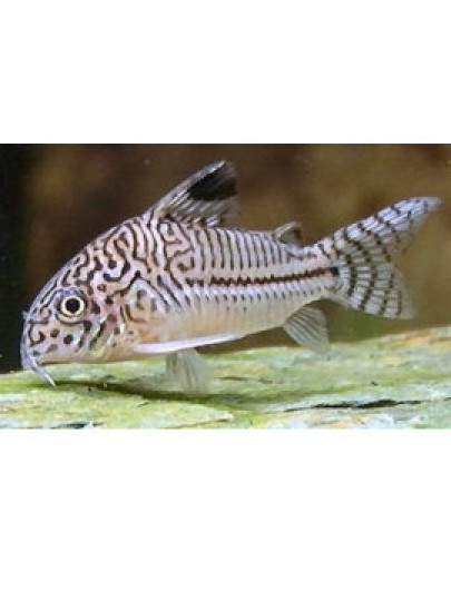 Corydora Julii